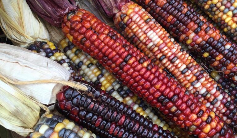 Indian colored corn