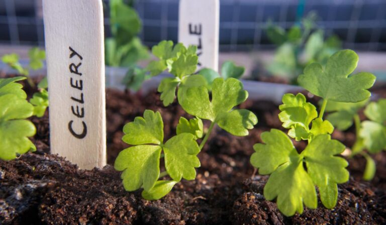 Celery seedlings with wooden name tag