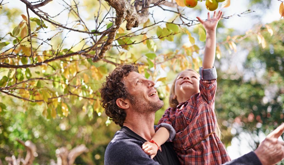 Shot of a cute little girl picking apples while her dad holds her up to reach them