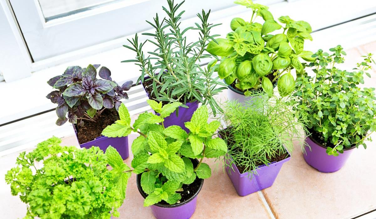 A group of four herb garden seedling plants in plastic retail containers. Purple basil, parsley rosemary, mint, basil thyme, and fennel, they are on a window sill ready to be planted.