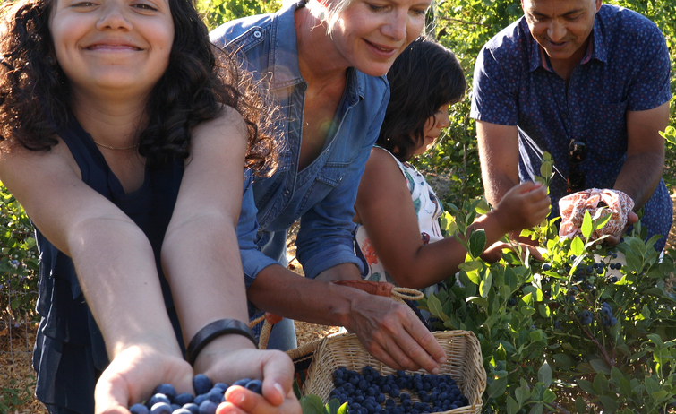 Family picking blueberries from garden