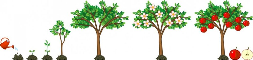 Life cycle of apple tree. Stages of growth from seed and sprout to adult plant with fruits