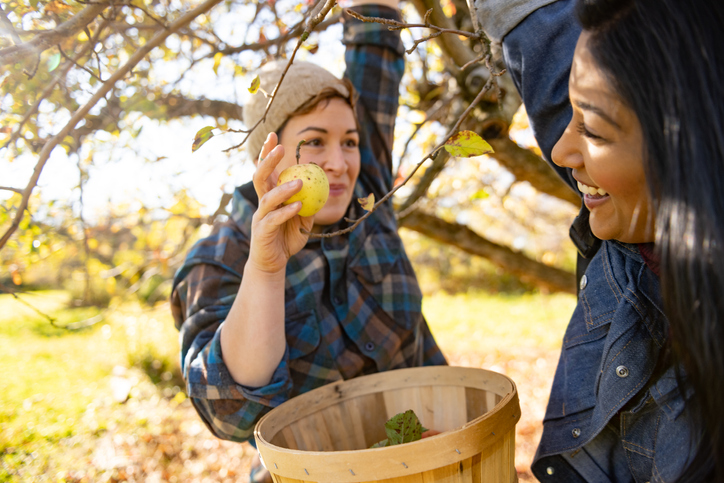 Two adult friends of different ethnicities spend an autumn day apple picking on the organic Stone Ridge Orchard farm in upstate New York.