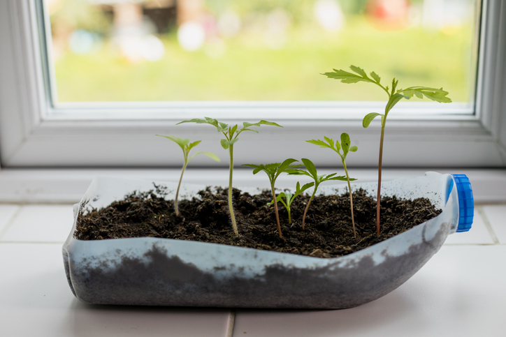 plastic gallon container split lengthwise with seedlings on windowsill