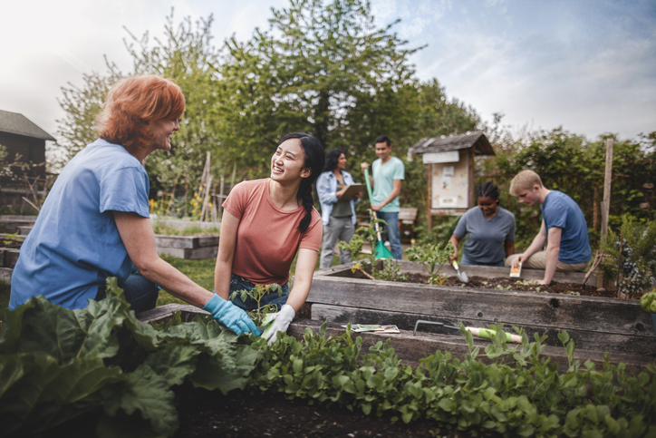 Group of people gardening on raised beds in a community garden.