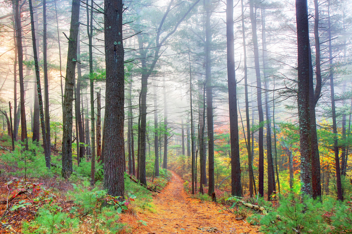 A hiking path in a forest in Western Massachusetts.