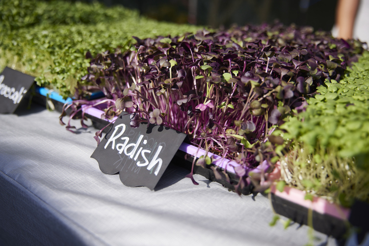 Organic crops purple radish awaiting customer at neighborhood farmers market