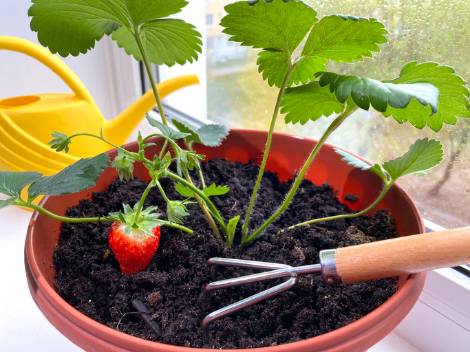 Planting strawberry seedlings on window sill. Rake, shovel and watering can. Home gardening.