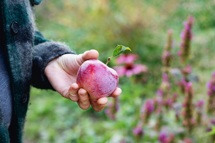 Hand holding a red apple