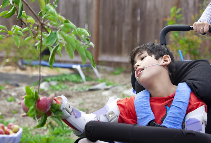 Disabled boy in wheelchair picking apples off fruit tree