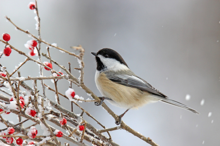 A black capped chickadee (Poecile atricapillus) perching on winter berries.