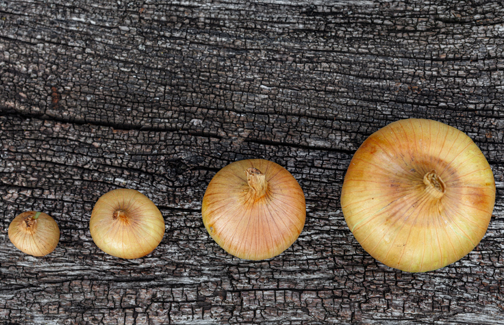 fresh onions of golden color of different sizes on a wooden surface background