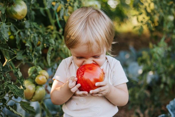 Little girl is eating tomatoes that she picked in the garden