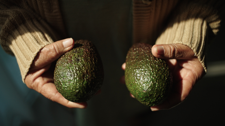 Close-up hand of woman holding avocado.