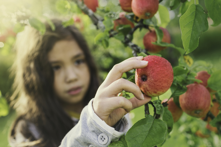 Fresh apples from a tree