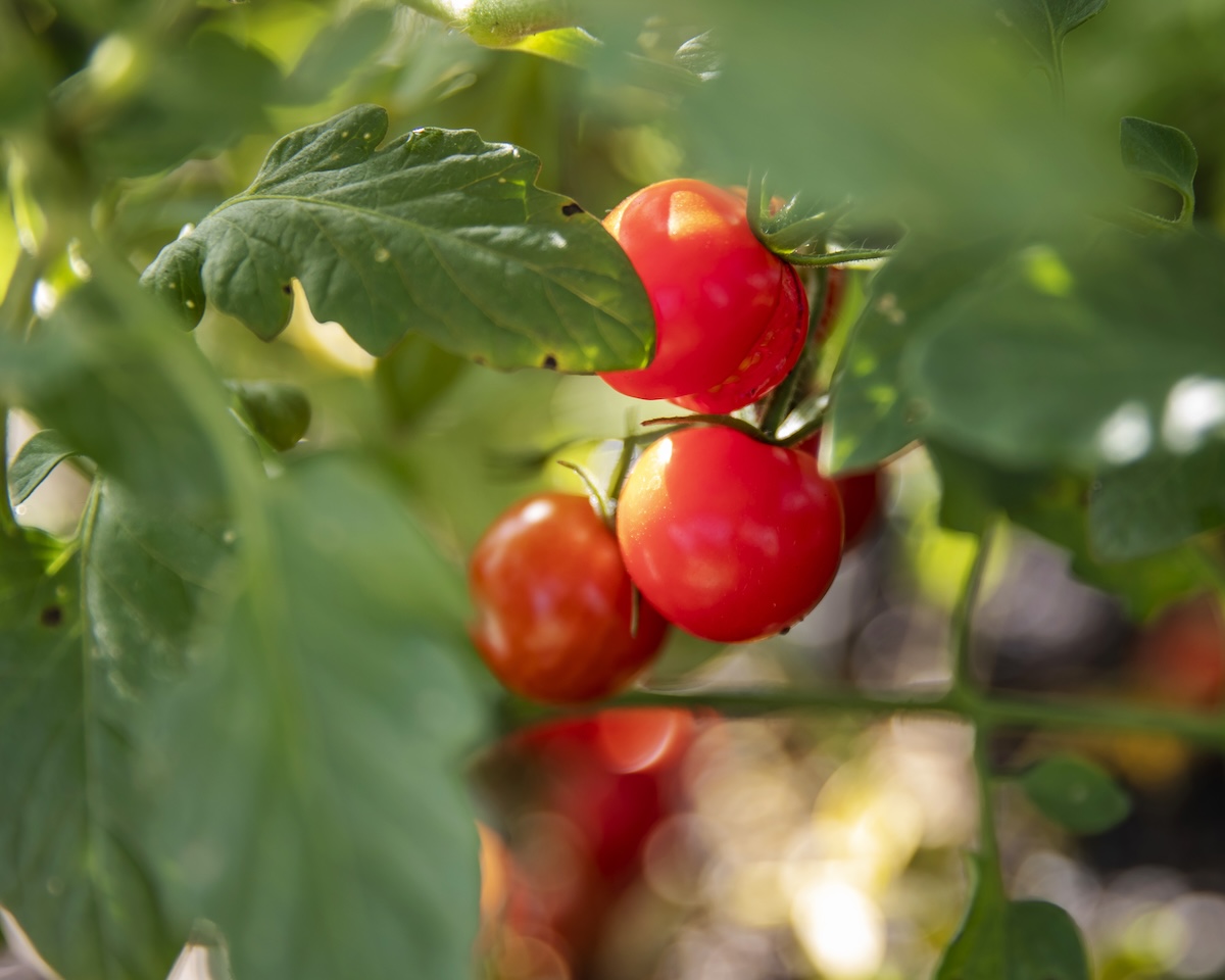 Tomatoes in a tree