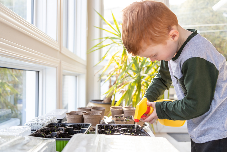Cute Kid re-potting germinated seeds while quarantined at home at springtime, he is spraying water on the seeds, plants.