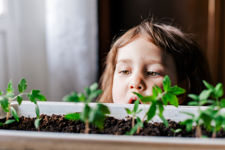 Close up portrait of young girl looking with interest at green tomato sprouts growing in flowerpot. Horizontal shot front view selective focus on eyes. Home gardening eco concept