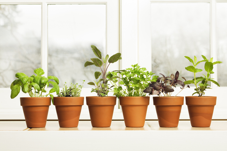 Indoor Herb Plant Garden in Flower Pots by Window Sill