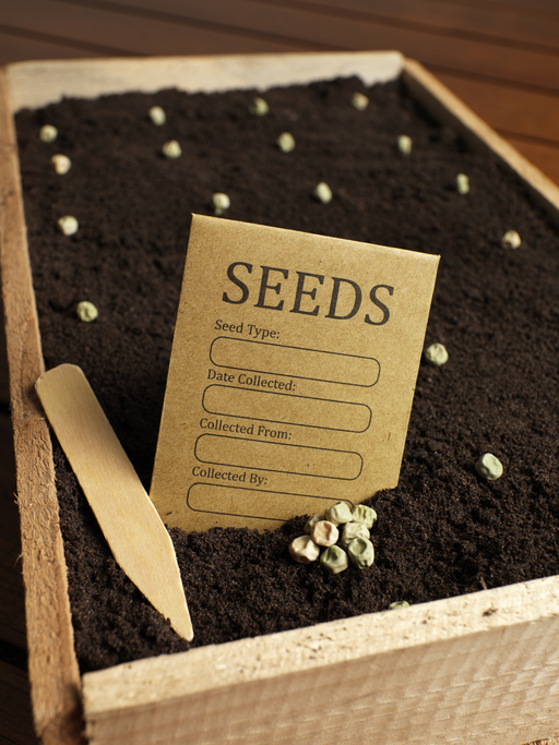 seed packet with seeds in tray